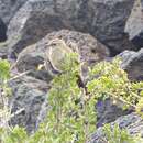 Image of Band-tailed Earthcreeper