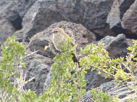 Image of Band-tailed Earthcreeper