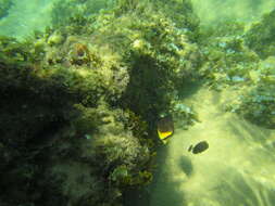 Image of Blackburn's Butterflyfish