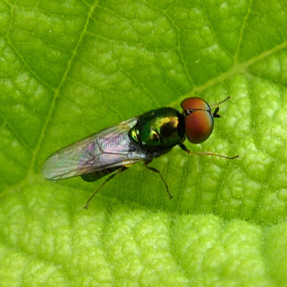 Image of Soldier fly