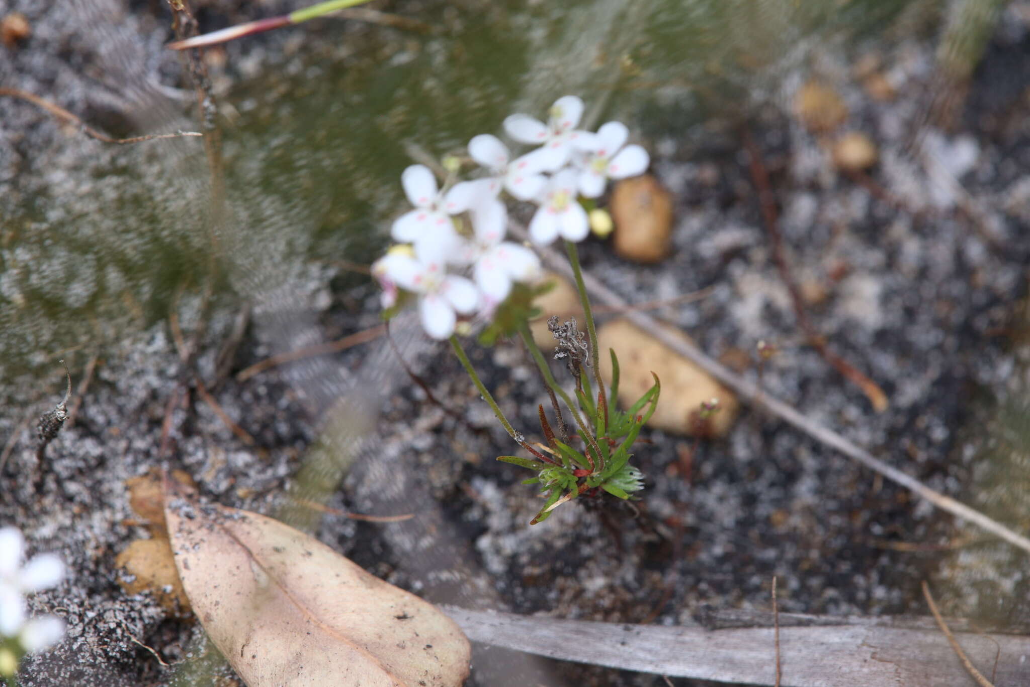 Image of Stylidium guttatum R. Br.