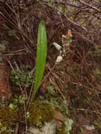 Image of Lachenalia bolusii W. F. Barker