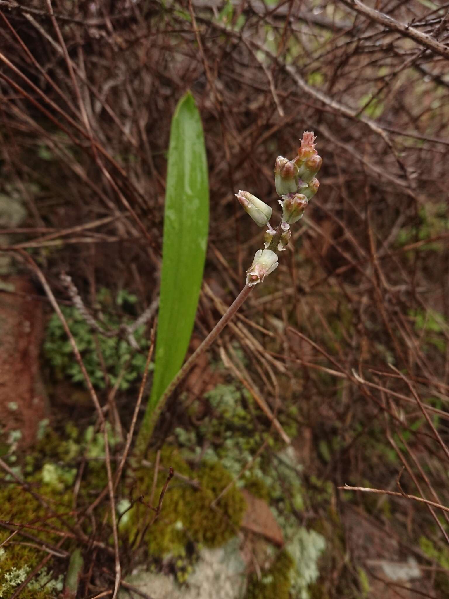 Image of Lachenalia bolusii W. F. Barker