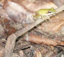 Chalcorana labialis (Boulenger 1887)的圖片