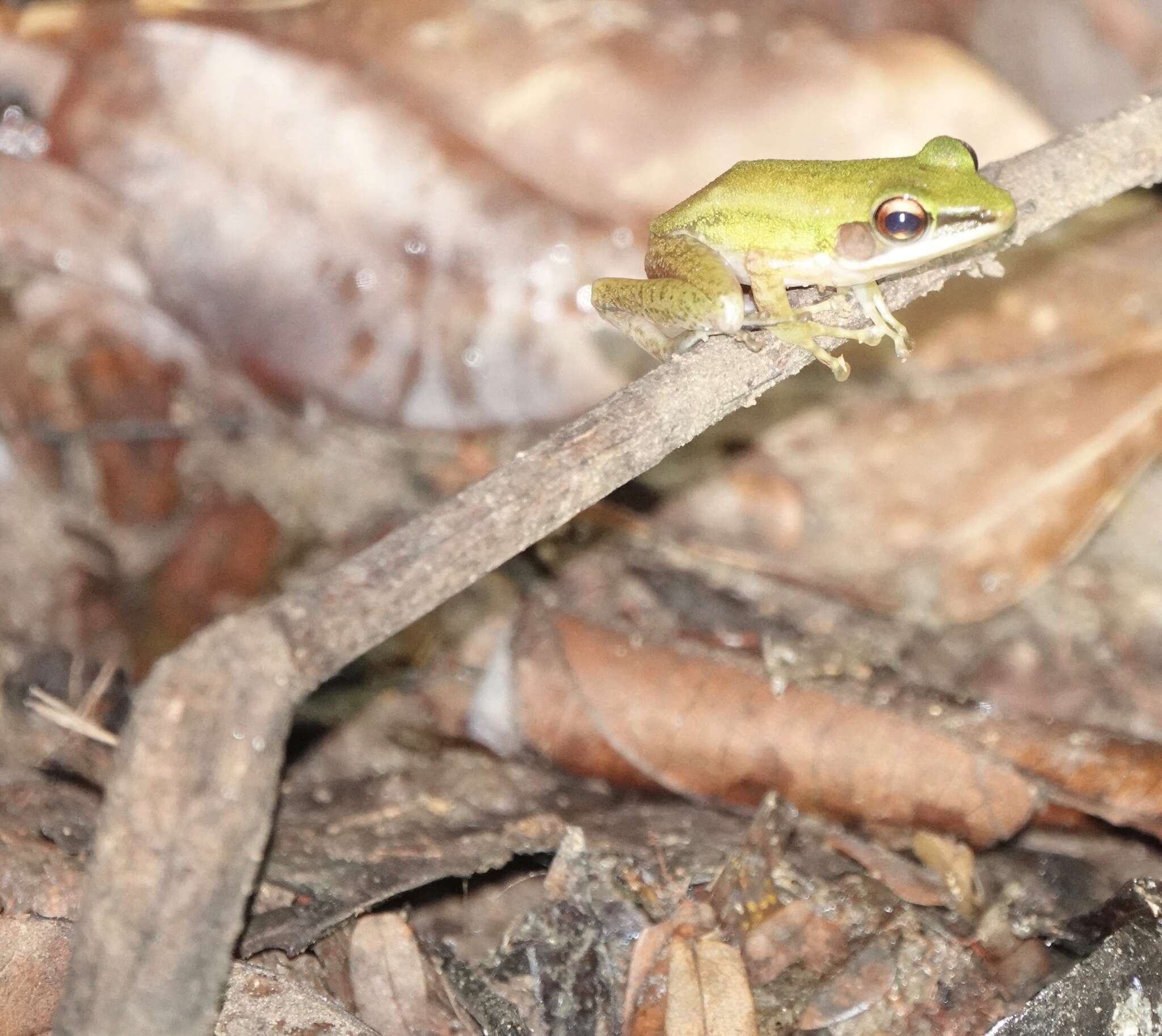 Chalcorana labialis (Boulenger 1887)的圖片