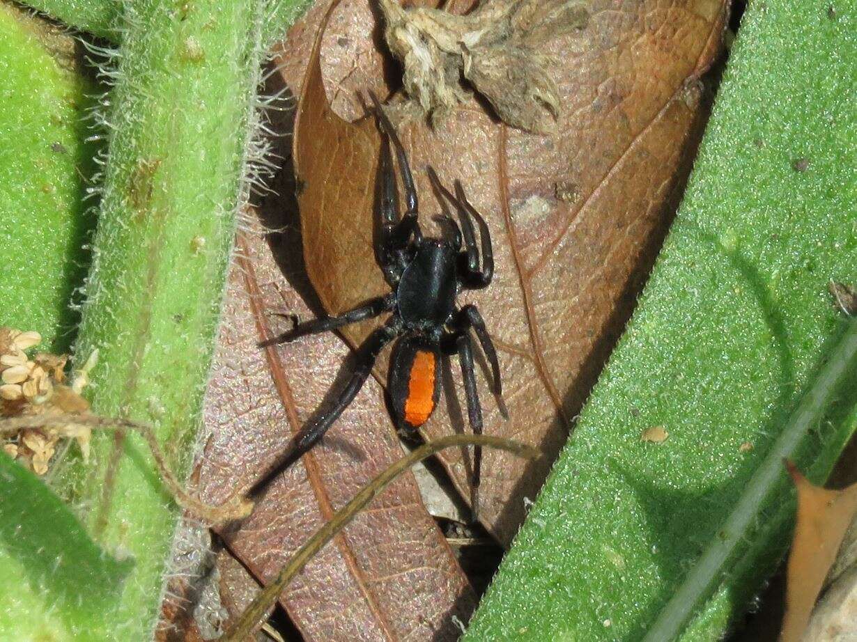 Image of Redspotted Antmimic