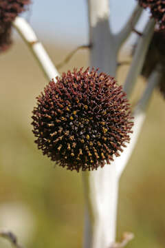 Image de Pleurophyllum criniferum Hook. fil.