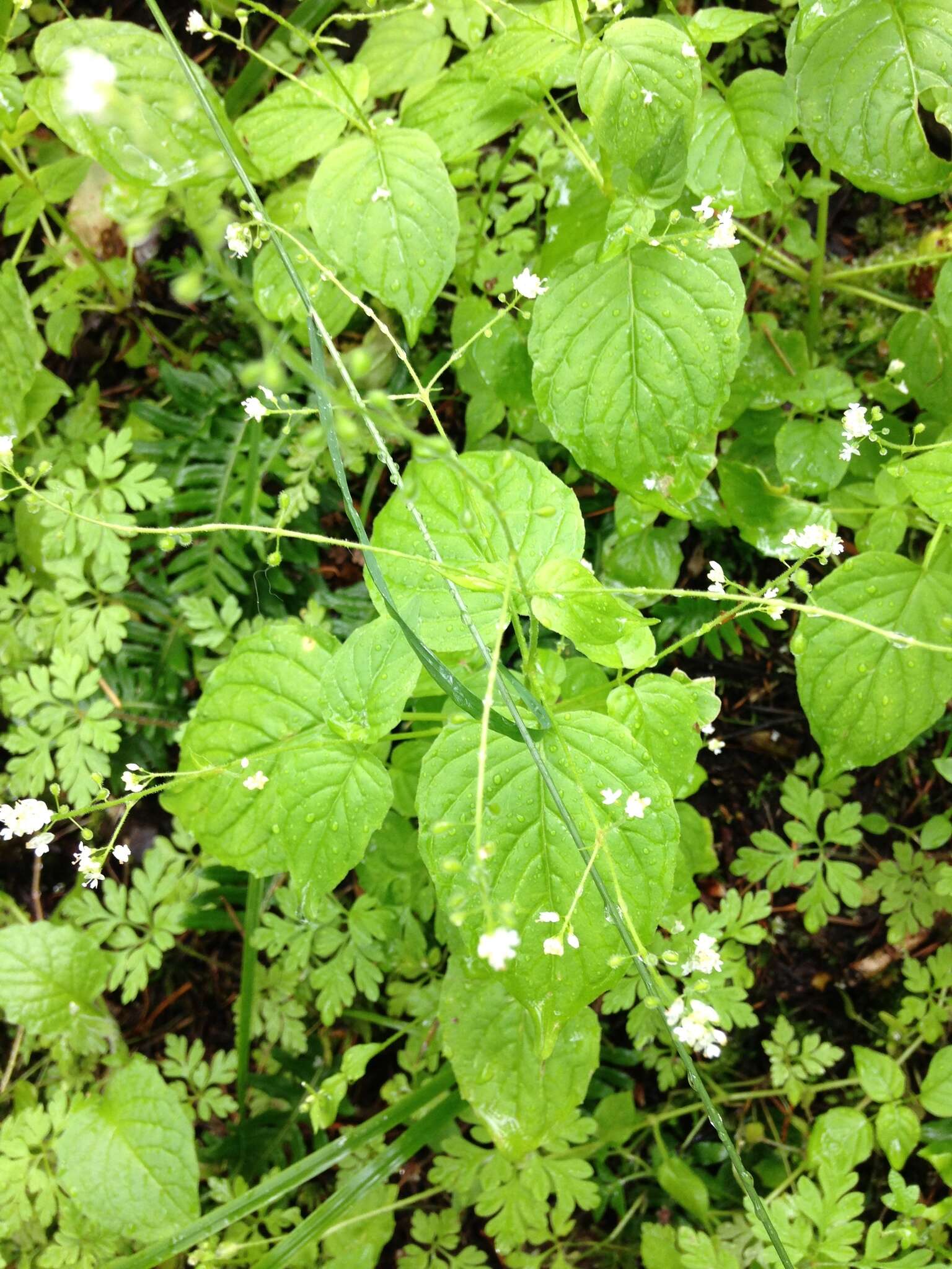 Image of Alpine enchanter’s-nightshade