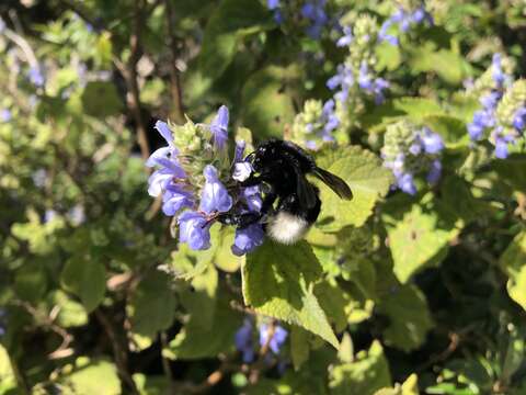 Imagem de Bombus volucelloides Gribodo 1892