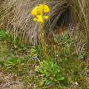 Senecio chionogeton Wedd. resmi