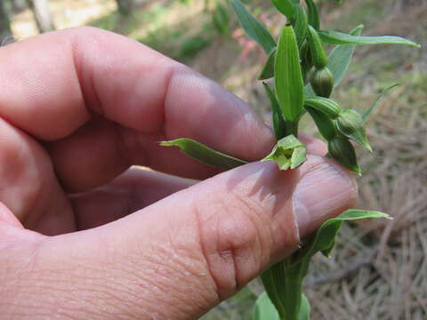 Image of Green-Flowered Helleborne