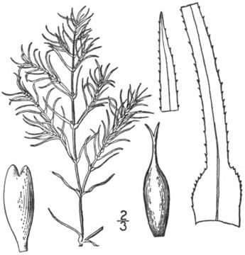 Image of <i>Najas flexilis</i> (Willd.) Rostk. & W. L. E. Schmidt