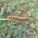 Image of Yellow Ermine