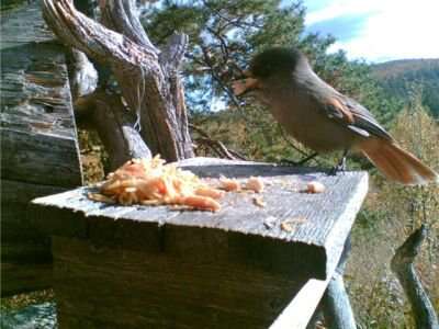 Image of Siberian Jay