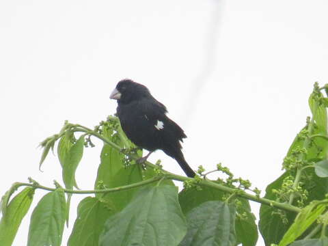 Image of Large-billed Seed Finch