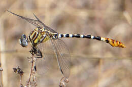 Imagem de Erpetogomphus compositus Hagen ex Selys 1858