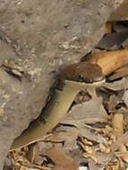 Image of Dahl's Whip Snake