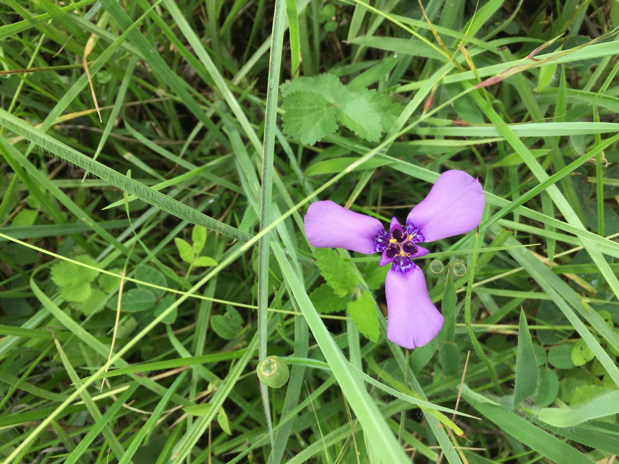 Image of Herbertia tigridioides (Hicken) Goldblatt