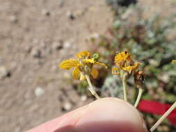 Image of Bahiopsis microphylla (Vasey & Rose) E. E. Schill. & Panero