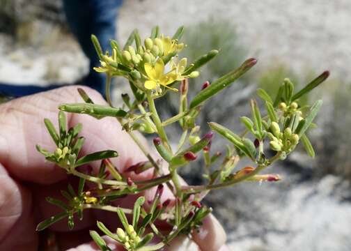 Image of Small-Flower Stinkweed