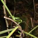 Chlorosoma viridissimum (Linnaeus 1758) resmi