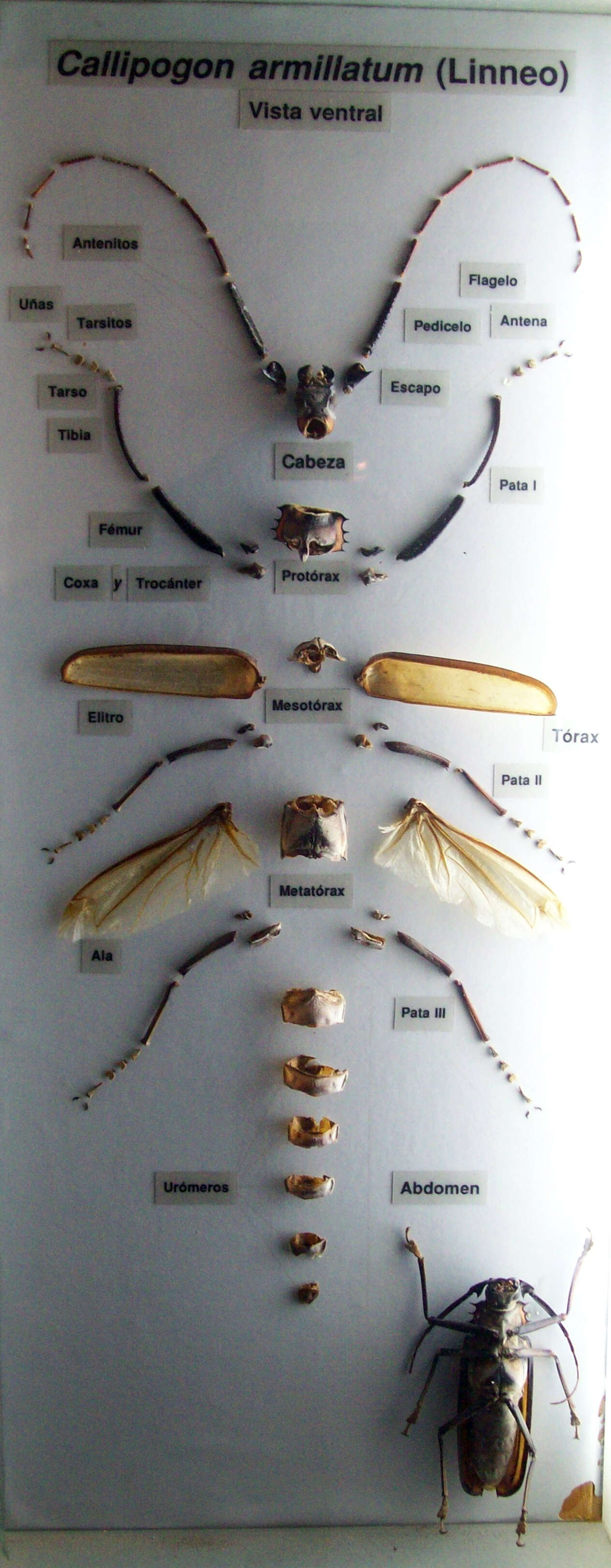 Image of Enoplocerus