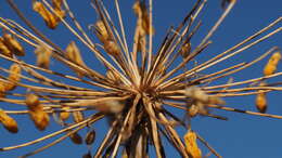 Image of common goldenstar