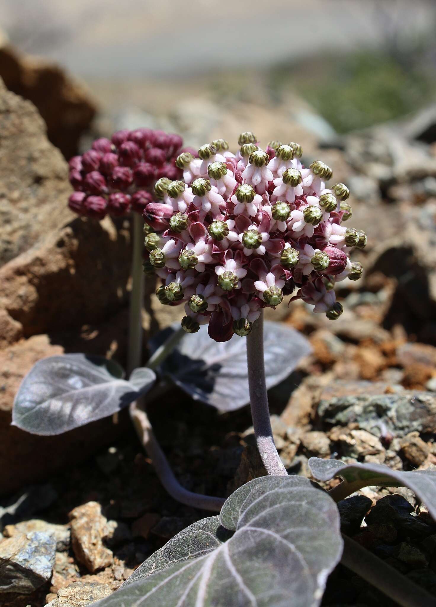 Sivun Asclepias solanoana Woods. kuva