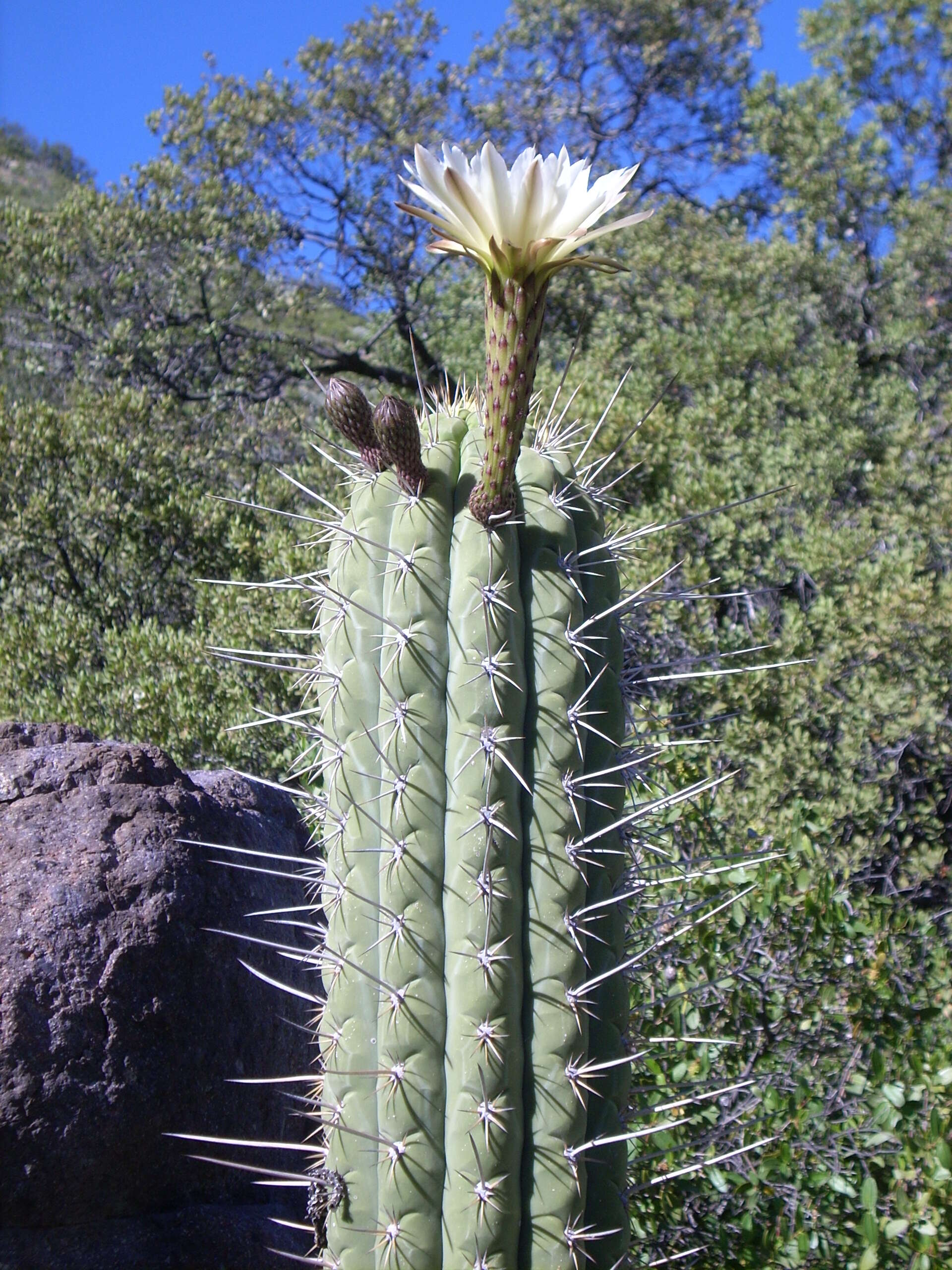 صورة Leucostele chiloensis