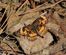 Image of Silvery Checkerspot