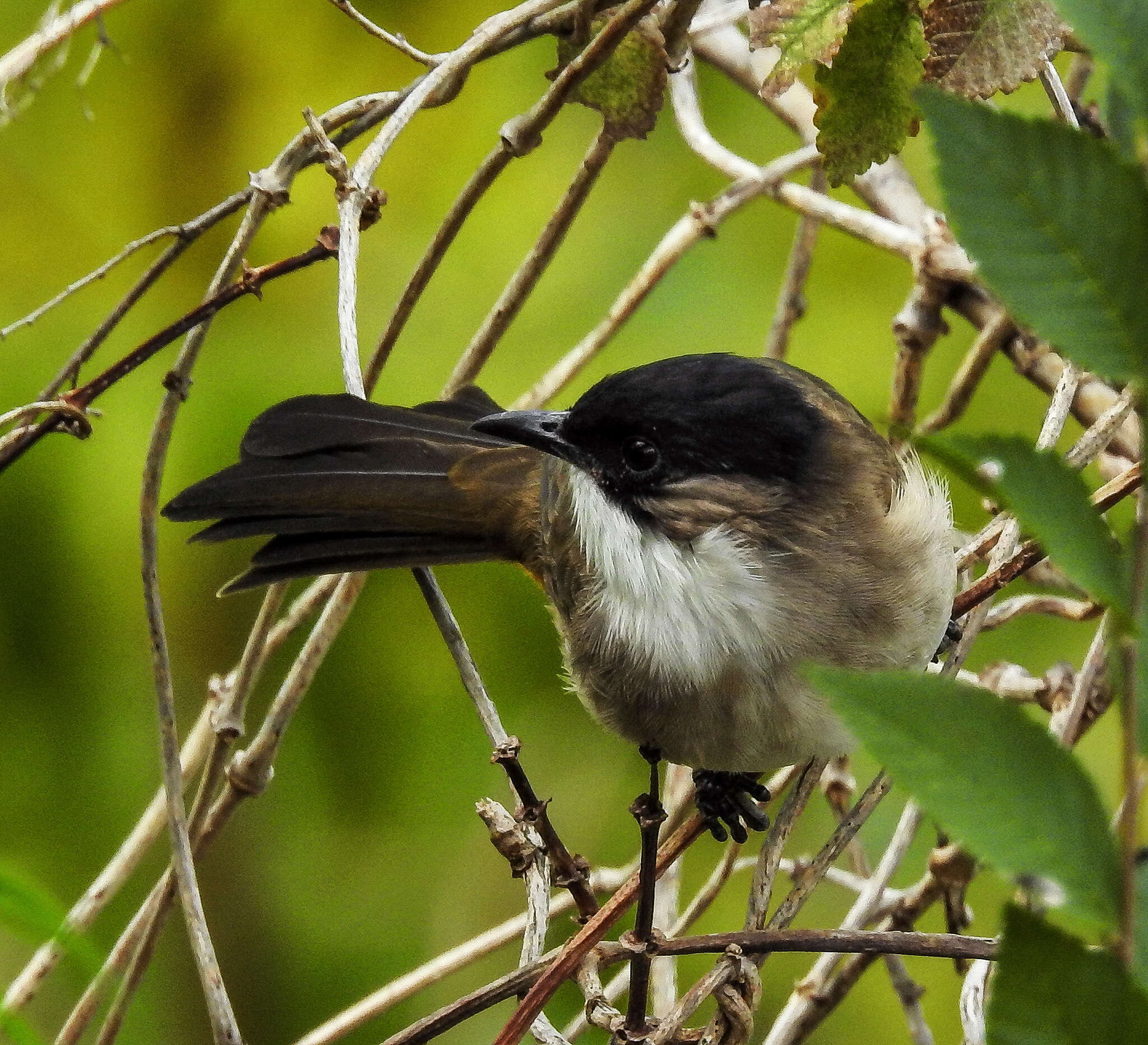 Image of Brown-breasted Bulbul