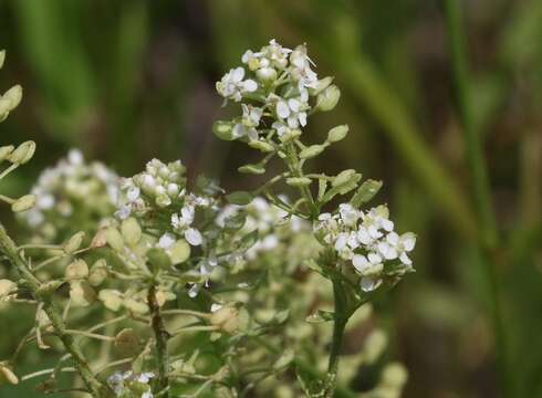 Image of Lepidium thurberi Wooton