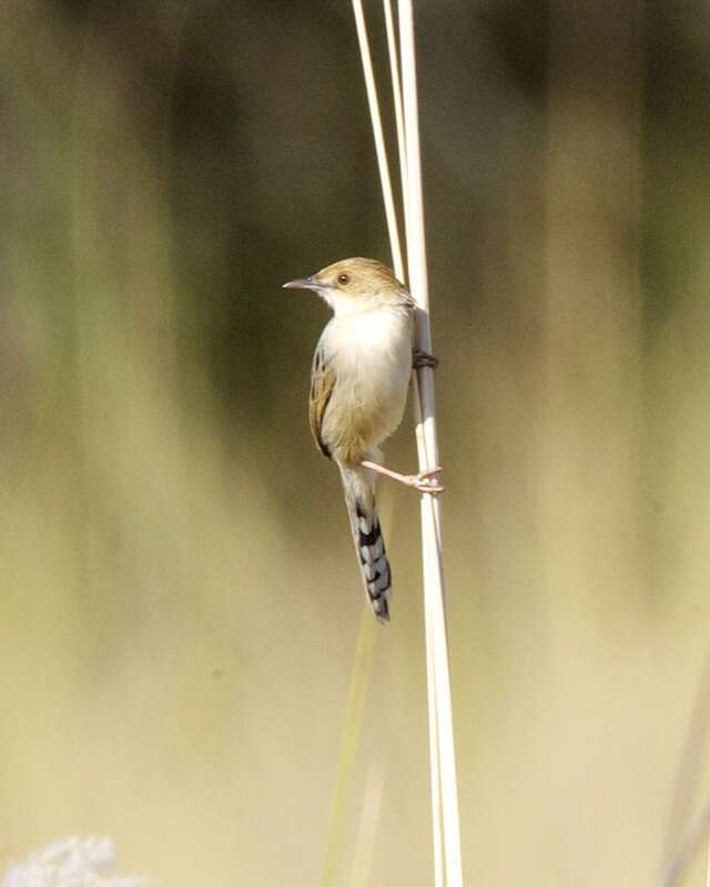 Image of Chirping Cisticola