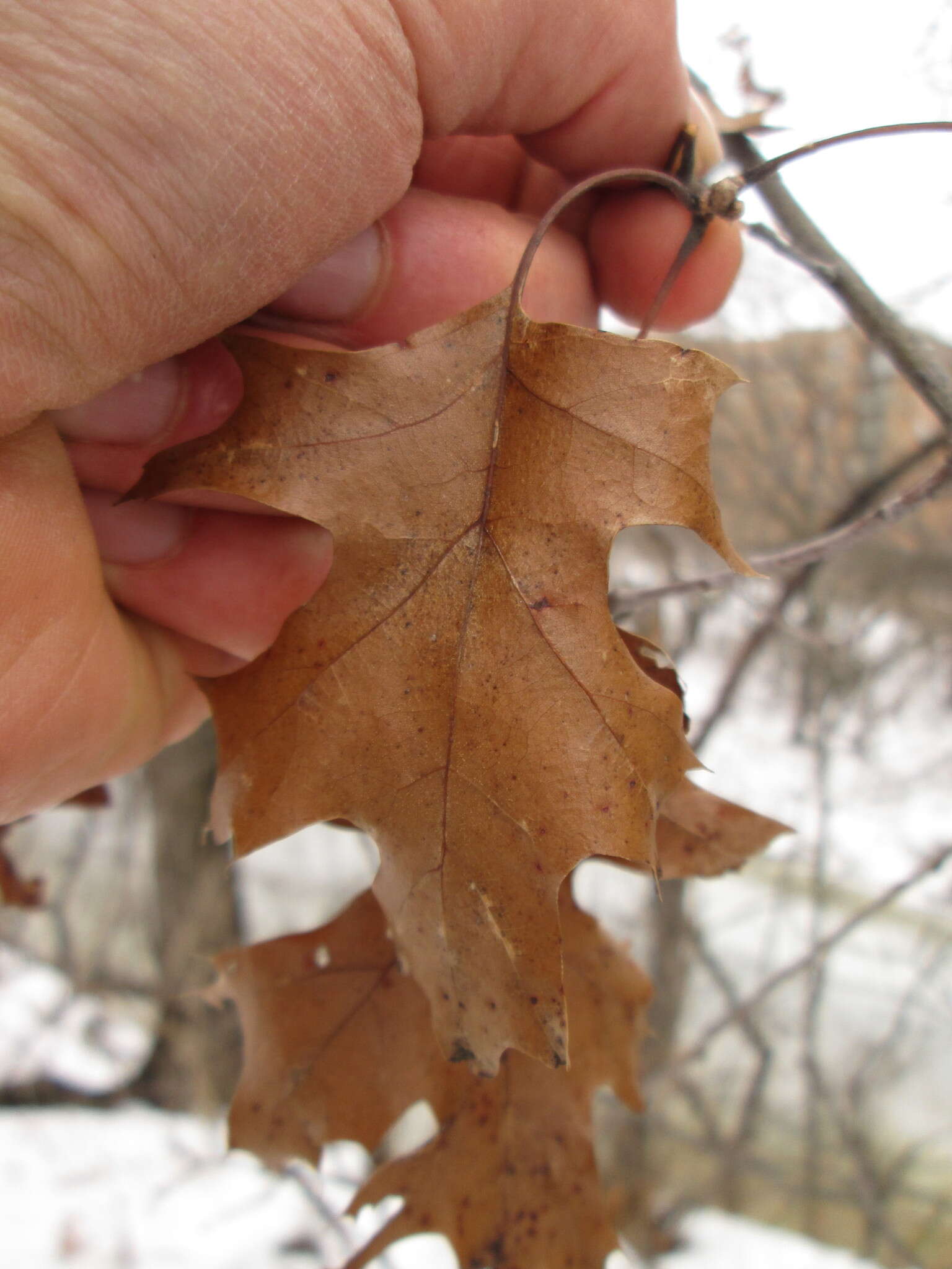 Imagem de Quercus hawkinsiae Sudw.