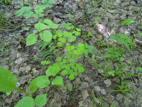 Слика од Thalictrum minus subsp. elatum (Jacq.) Stoj. & Stef.