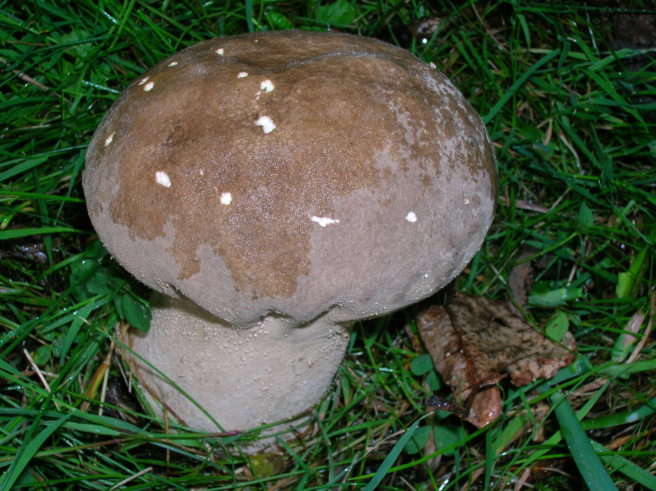 Imagem de Lycoperdon excipuliforme (Scop.) Pers. 1801