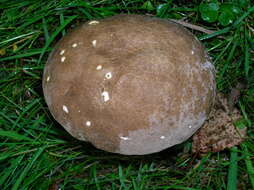 Imagem de Lycoperdon excipuliforme (Scop.) Pers. 1801