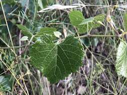 Image of sweet mountain grape