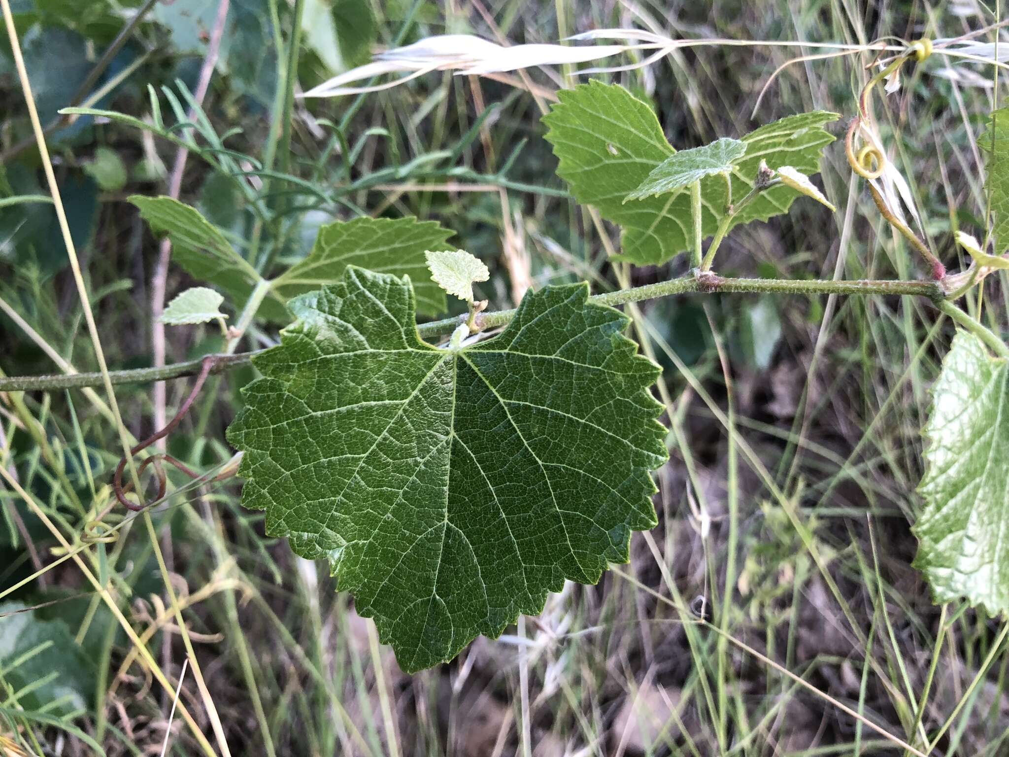 Plancia ëd Vitis monticola Buckl.