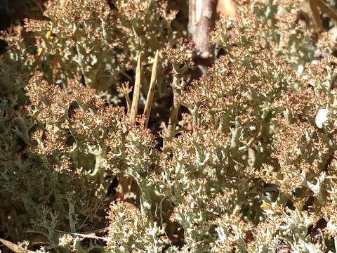 Cladonia crispata (Ach.) Flot.的圖片