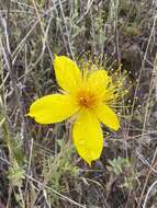 Image of Sierra blazingstar