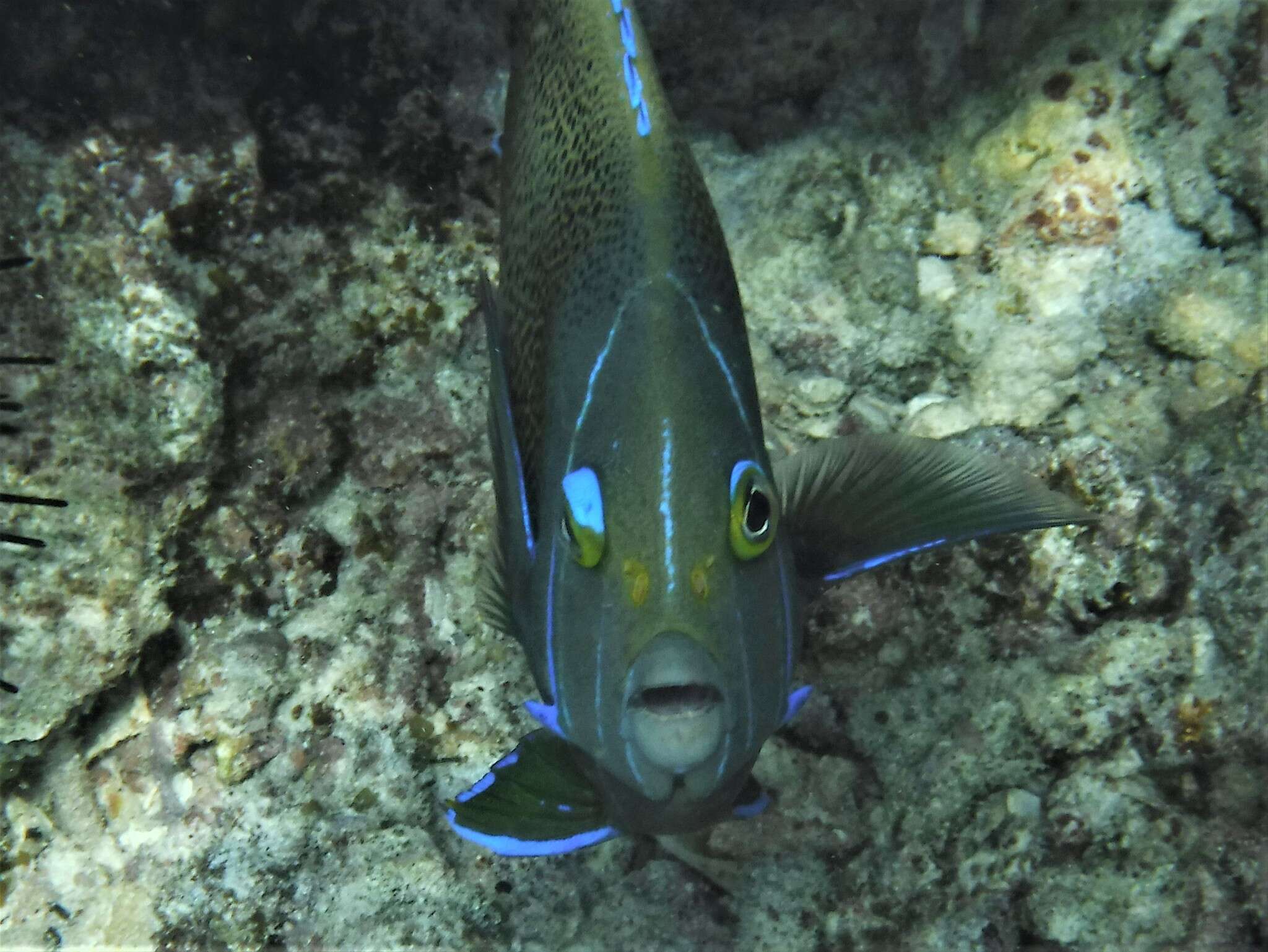 Image of Half-circled Angelfish