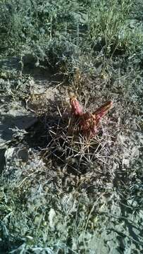 Image of Scheer's beehive cactus