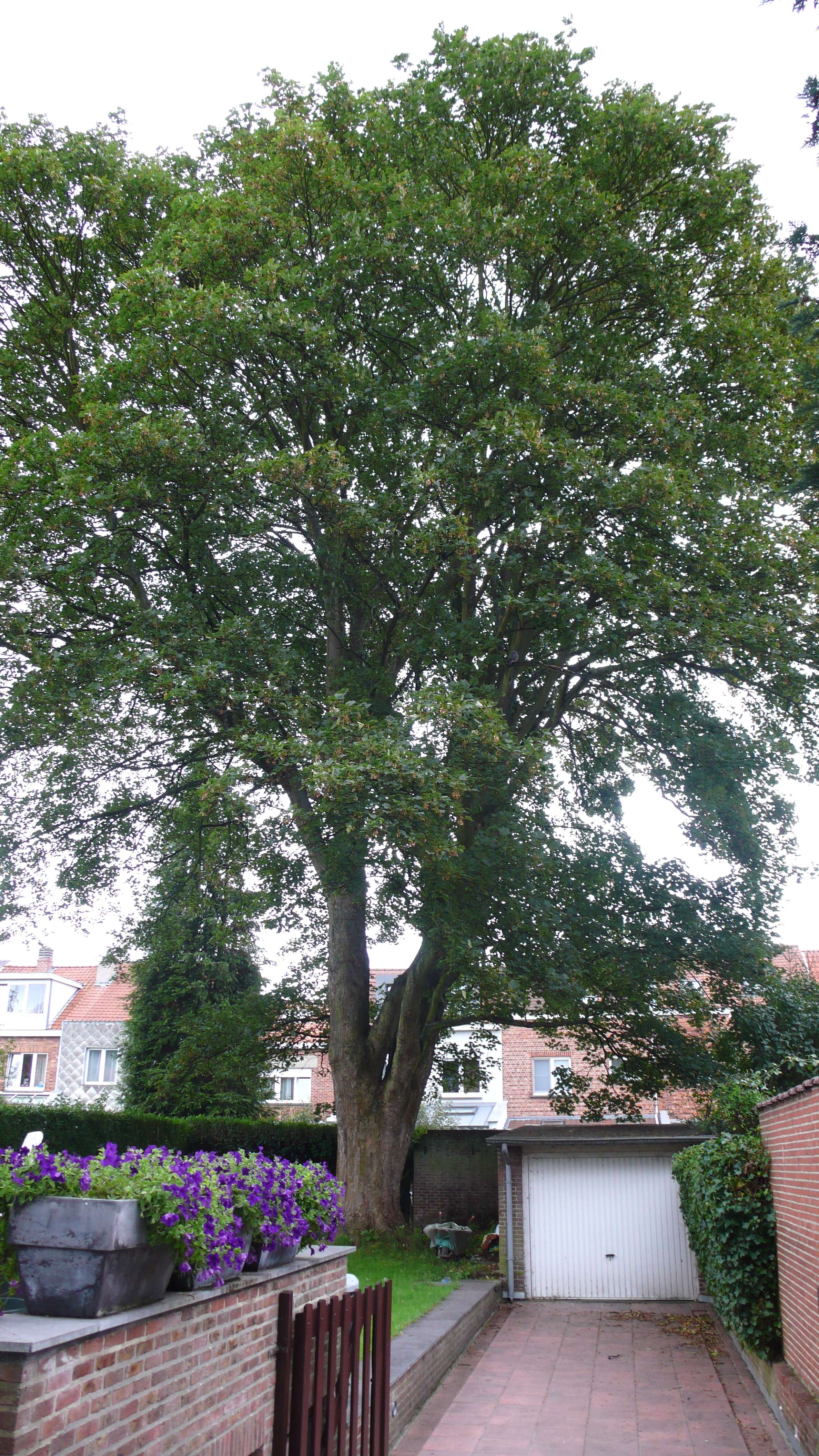 Imagem de Acer pseudoplatanus L.