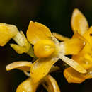 Image de Epidendrum dendrobioides Thunb.