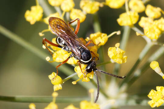 Image of Spider wasp