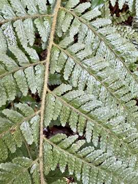 Image of Microlepia trichocarpa Hayata