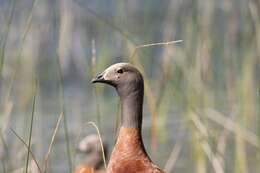 Image of Ashy-headed Goose