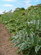 Image of cardoon