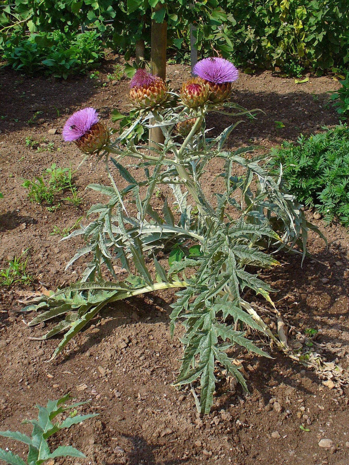 Image of cardoon